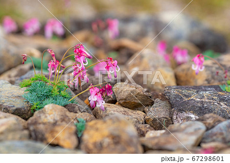 白馬五竜高山植物園に咲いているコマクサの花 67298601