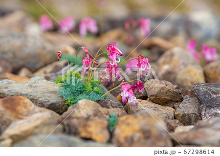 白馬五竜高山植物園に咲いているコマクサの花 白馬五竜高山植物園に咲いているコマクサの花 67298614