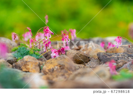 白馬五竜高山植物園に咲いているコマクサの花 白馬五竜高山植物園に咲いているコマクサの花 67298618