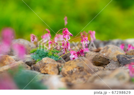 白馬五竜高山植物園に咲いているコマクサの花 白馬五竜高山植物園に咲いているコマクサの花 67298629