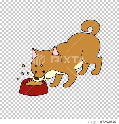 ごはんを食べる柴犬 67298630