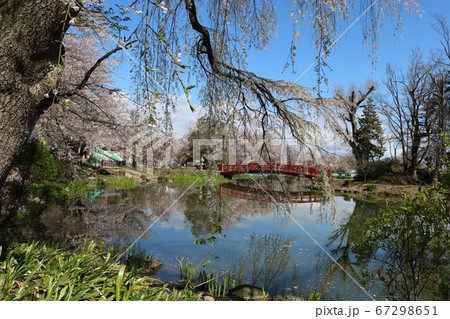 桜名所百選のさくら満開の公園の赤い橋 67298651