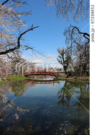 桜名所百選のさくら満開の公園の赤い橋 67298652