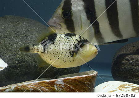 ゴマモンガラ幼魚とイシダイ モンガラ カワハギの写真素材