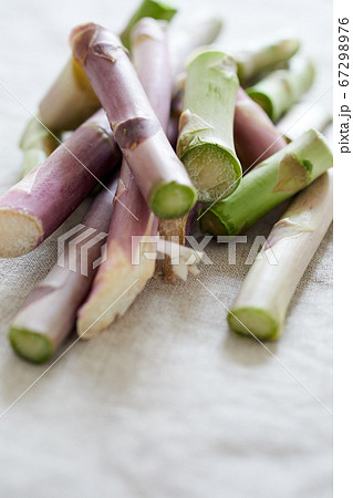 採れたてアスパラガスの茎 67298976