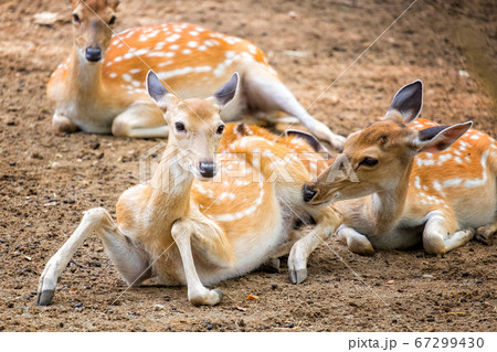 Female chital or cheetal deer (Axis axis),in 67299430