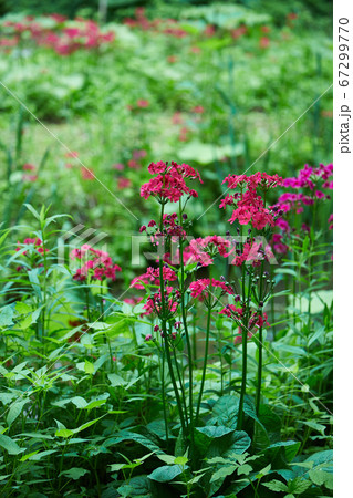 野に咲くクリンソウ 野に咲くクリンソウ 67299770