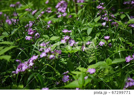 サクラソウの花 67299771