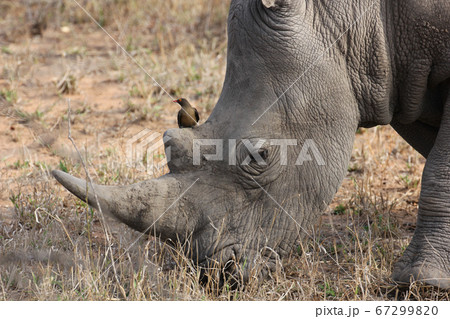 ウシツツキが乗っているサイ（南アフリカ，クルーガー国立公園） 67299820
