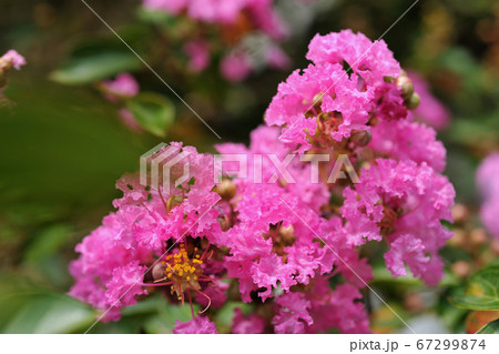 ノウゼンカズラ科 花 フラワーの写真素材