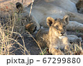 親子のライオンが休んでいる様子（クルーガー国立公園，南アフリカ） 67299880