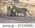 2匹の子ライオンが遊んでいる様子（クルーガー国立公園，南アフリカ） 67299881