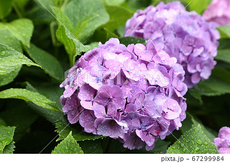 雨に濡れるアジサイ 雨に濡れるアジサイ 67299984