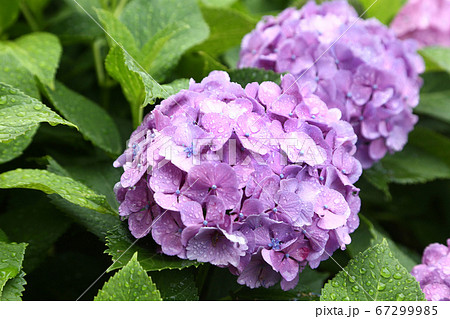 雨に濡れるアジサイ 雨に濡れるアジサイ 67299985