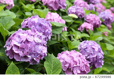 雨に濡れるアジサイ 67299986