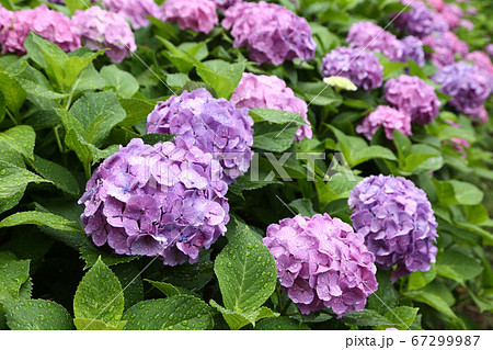 雨に濡れるアジサイ 雨に濡れるアジサイ 67299987