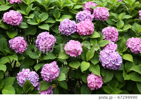 雨に濡れる紫陽花 雨に濡れる紫陽花 67299990