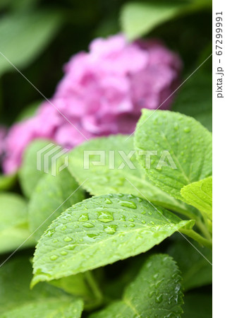 雨に濡れる紫陽花の葉 雨に濡れる紫陽花の葉 67299991
