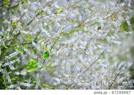 漢方薬 生薬 韓方薬 67299997