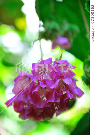 花卉 花 フラワー 67300162