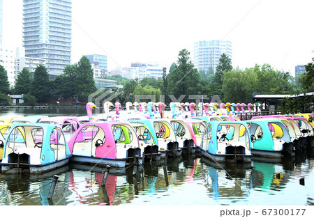 無人のスワンボート 67300177