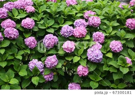 雨に濡れるピンクの紫陽花 雨に濡れるピンクの紫陽花 67300181