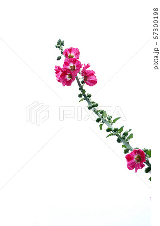 赤いタチアオイの花 赤いタチアオイの花 67300198