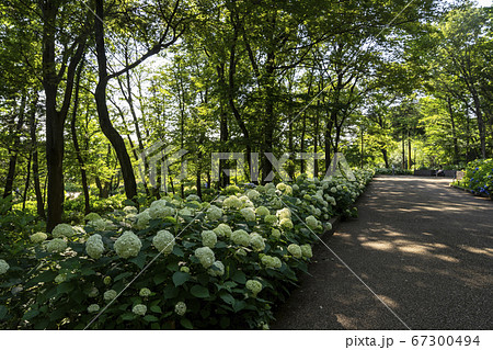 相模原北公園の見事なあじさい 相模原北公園の見事なあじさい 67300494