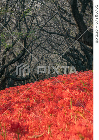 彼岸花 権現堂堤 彼岸花 権現堂堤 67300701