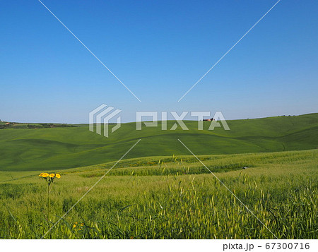 緑の草原のなか手前に一本伸びる黄色い花 青空の先遠く一軒の家の写真素材