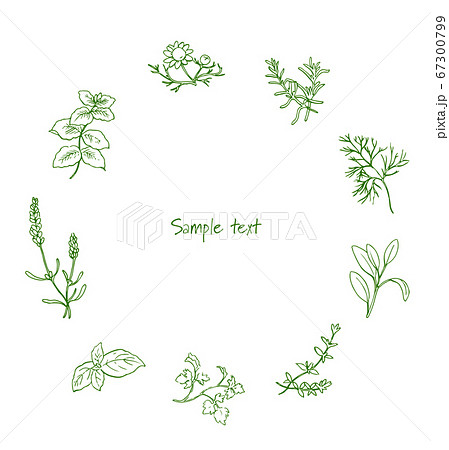 ペンで描いたハーブのフレーム3 67300799
