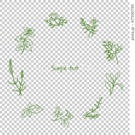 ペンで描いたハーブのフレーム3 67300799