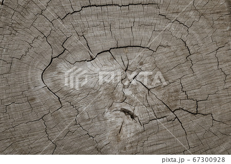 wooden log tree stump cut texture background wooden log tree stump cut texture background 67300928