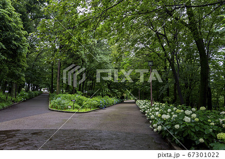 相模原北公園の見事なアジサイ 相模原北公園の見事なアジサイ 67301022