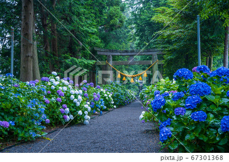 栃木県　鹿沼市　磯山神社の紫陽花 67301368