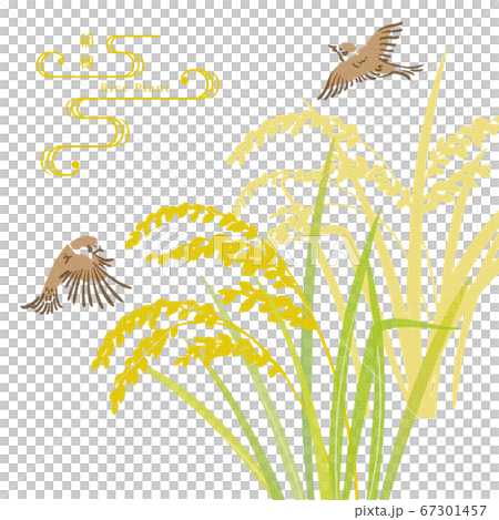 稲穂の和風イラスト 67301457