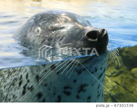 深呼吸をするゴマフアザラシ 67301536