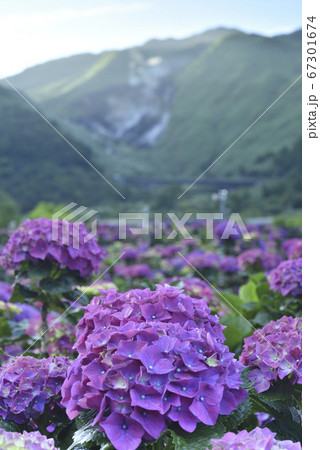 紫陽花 アジサイ あじさい 67301674