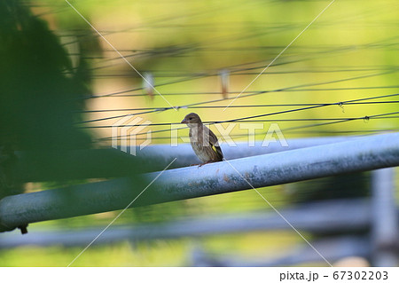オガサワラカワラヒワ 67302203