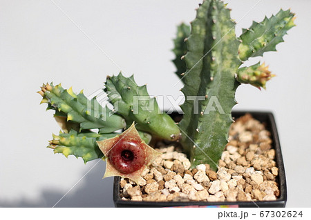 多肉植物　セブリナ　セブリナ錦 67302624