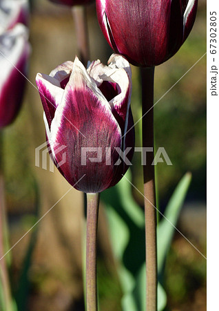 スピッツベルゲンと推定されるチューリップの赤紫色と白色の二色咲きの花をアップで撮影した写真 67302805
