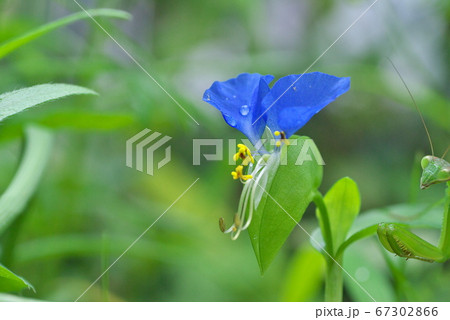 ツユクサの花（こっそりカマキリ） 67302866