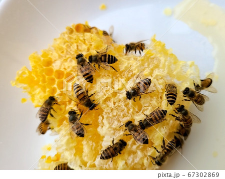 巣蜜とミツバチ 巣蜜 蜂蜜 ミツバチ ハチの巣 素材 背景 巣蜜とミツバチ 巣蜜 蜂蜜 ミツバチ ハチの巣 素材 背景 67302869