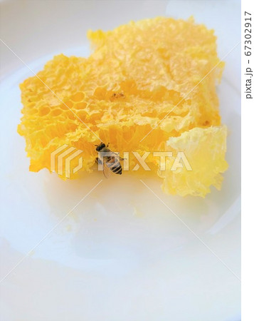 巣蜜とミツバチ　巣蜜　蜂蜜　ミツバチ　ハチの巣　素材　背景 67302917