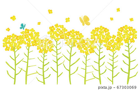 春に咲く黄色いかわいい菜の花と蝶のイラスト素材