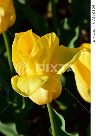ストロングゴールドと推定されるチューリップの黄色い花をアップで撮影した写真 67303104