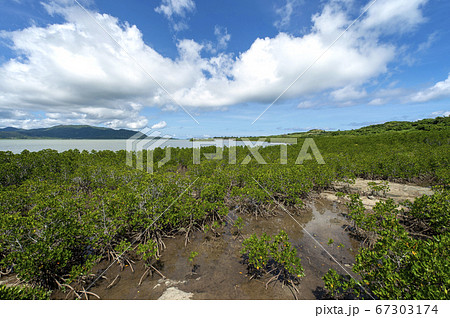 沖縄県　小浜島　石長田海岸のマングローブ林から西表島をのぞむ　 67303174