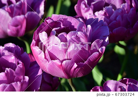 ブルーダイヤモンドと推定されるチューリップの紫色の八重咲の花をアップで撮影した写真 67303724