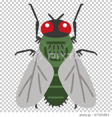 ハエのイラストレーション 67303901