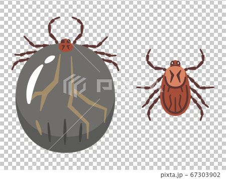 Illustration of the tick before and after blood feeding 67303902